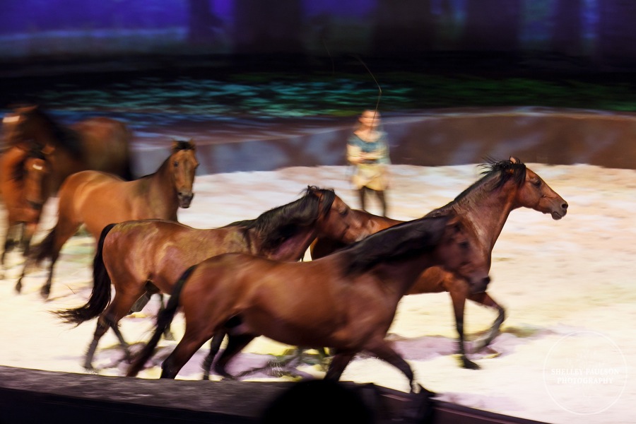 cavalia_18.JPG