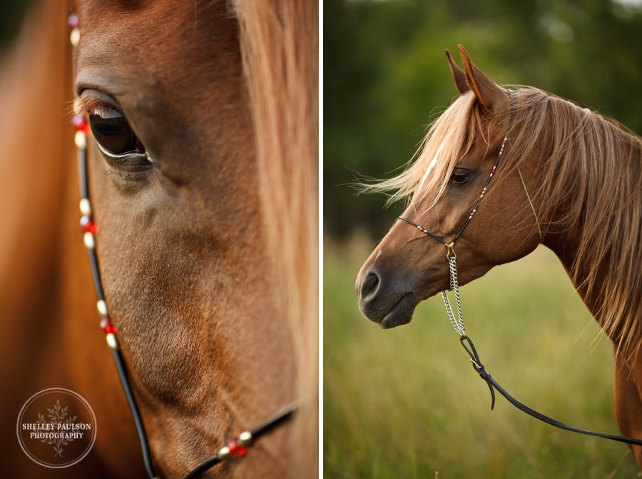 mn_senior_portraits_horse_10.JPG