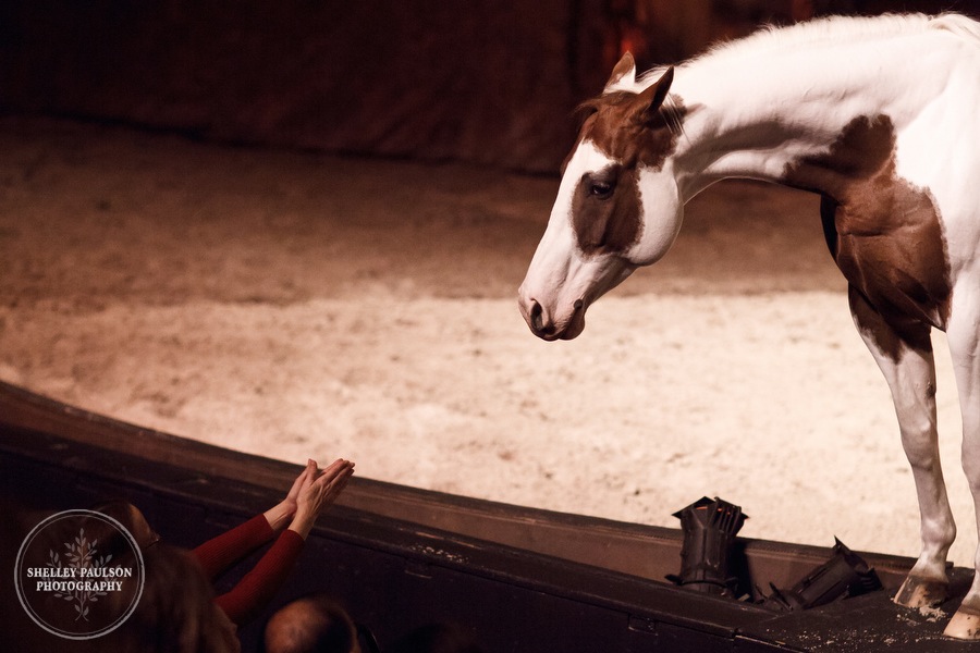 cavalia_photos_025.JPG