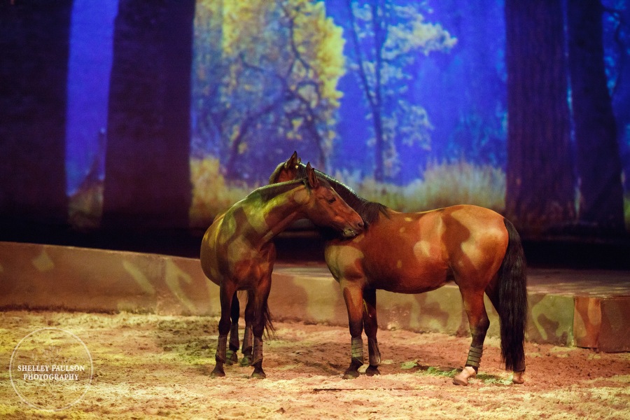 cavalia_photos_082.JPG