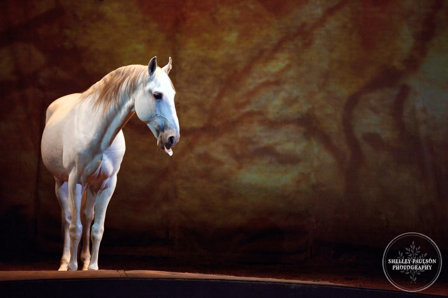 cavalia_show2_052B.JPG