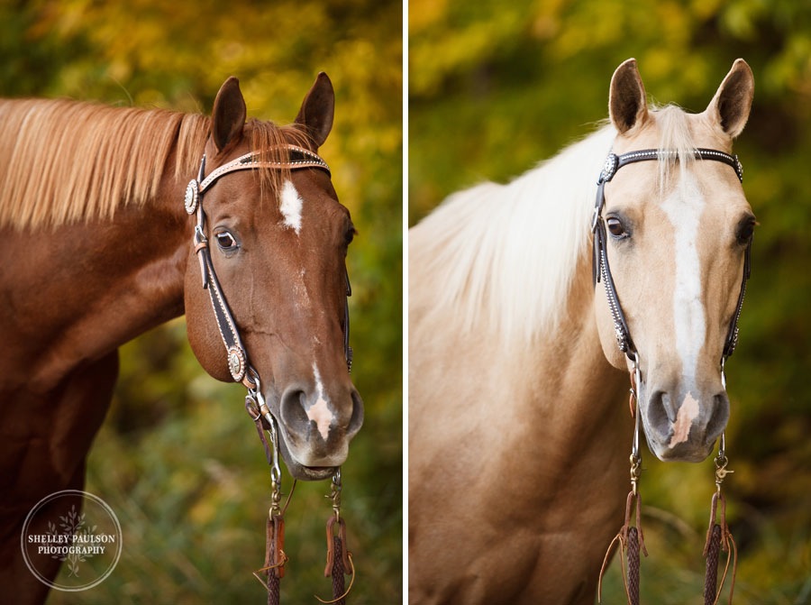 equine-family-portraits-09.JPG