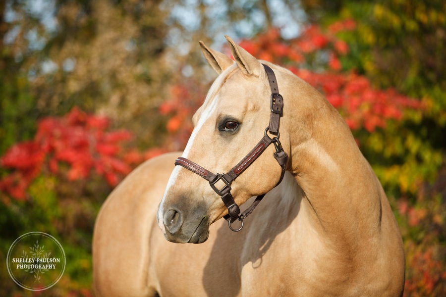 equine-family-portraits-15.JPG