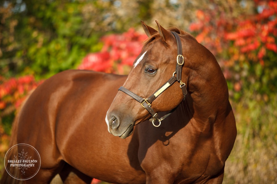 equine-family-portraits-16.JPG