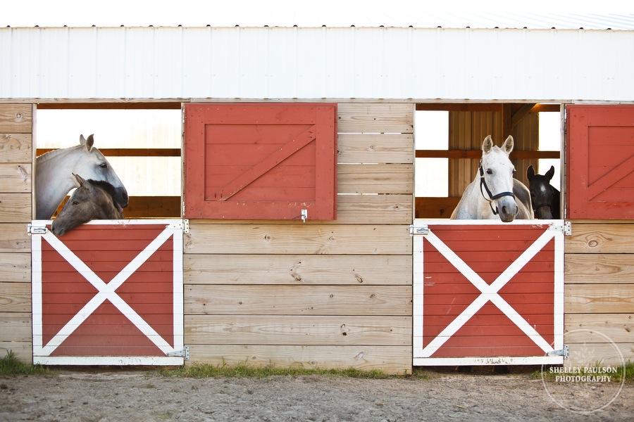 andalusian-horses-02.JPG