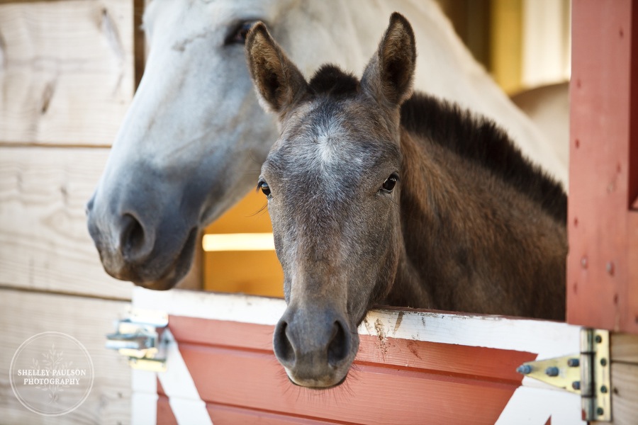 andalusian-horses-03.JPG