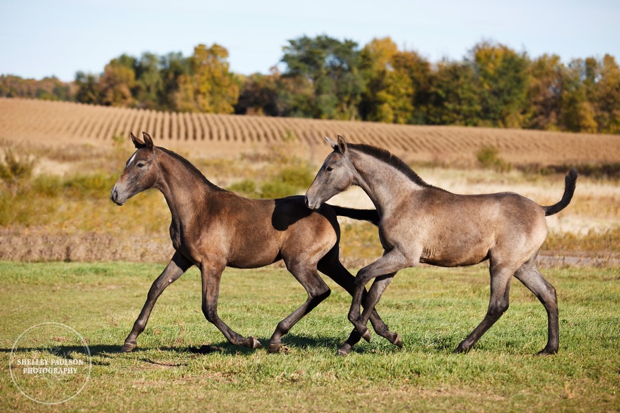 andalusian-horses-05.JPG