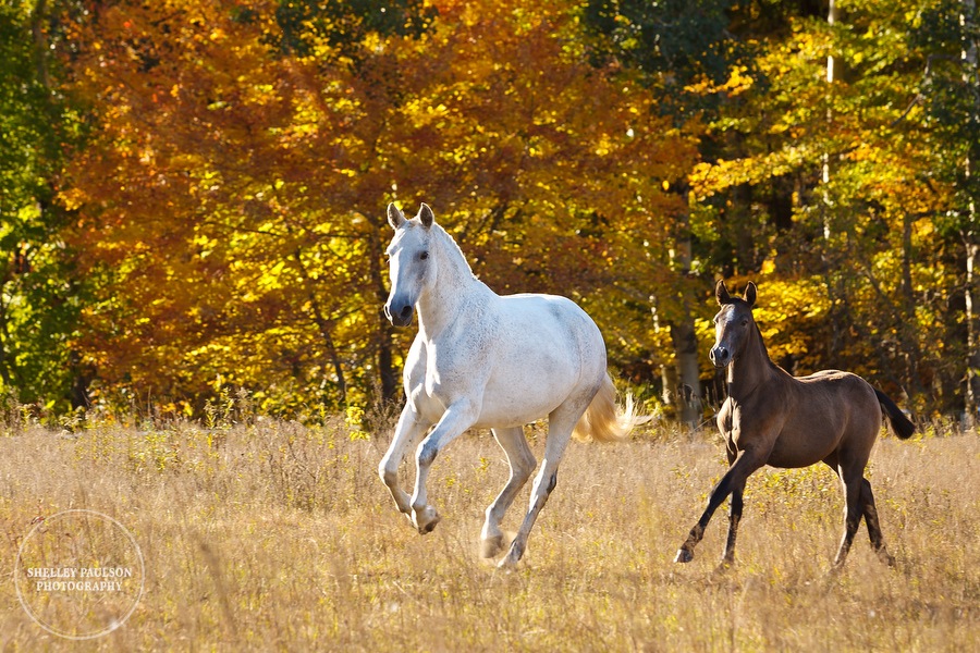 andalusian-horses-06.JPG