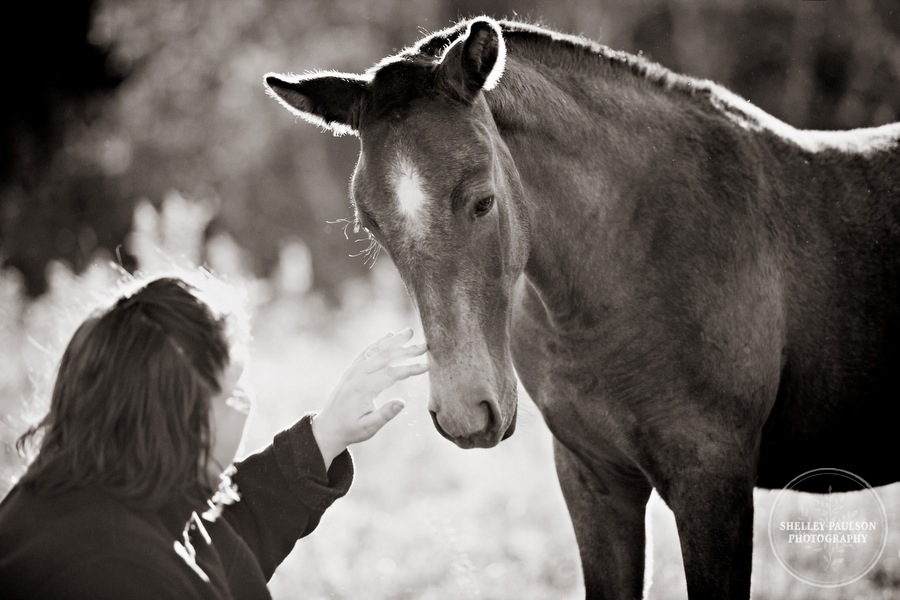 andalusian-horses-07.JPG