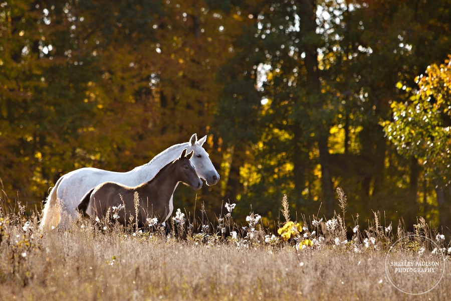 andalusian-horses-08.JPG