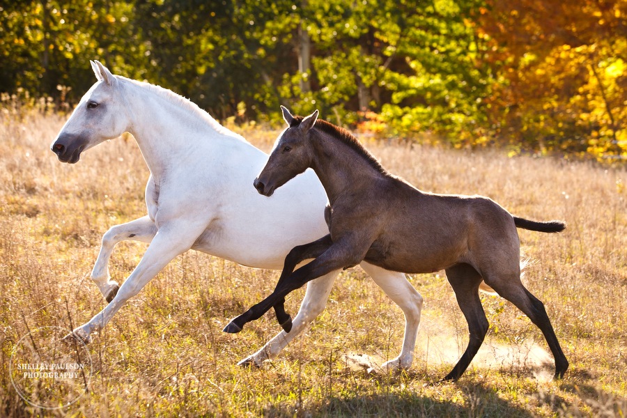 andalusian-horses-10.JPG