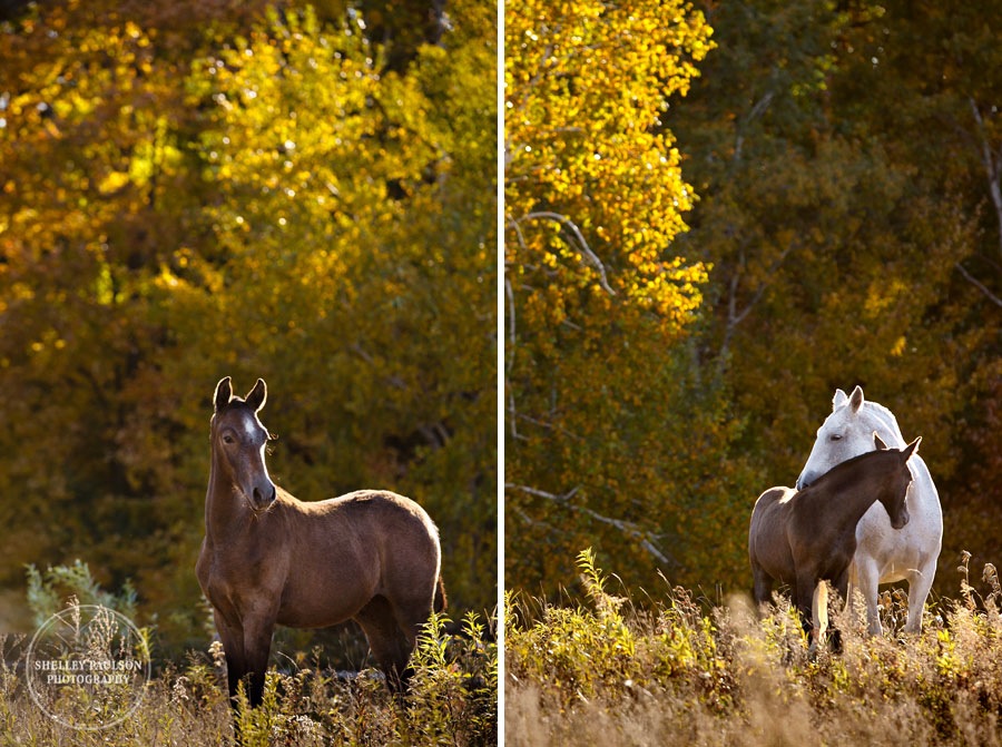 andalusian-horses-11.JPG