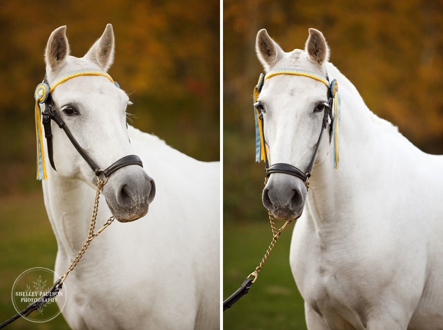 andalusian-horses-15.JPG