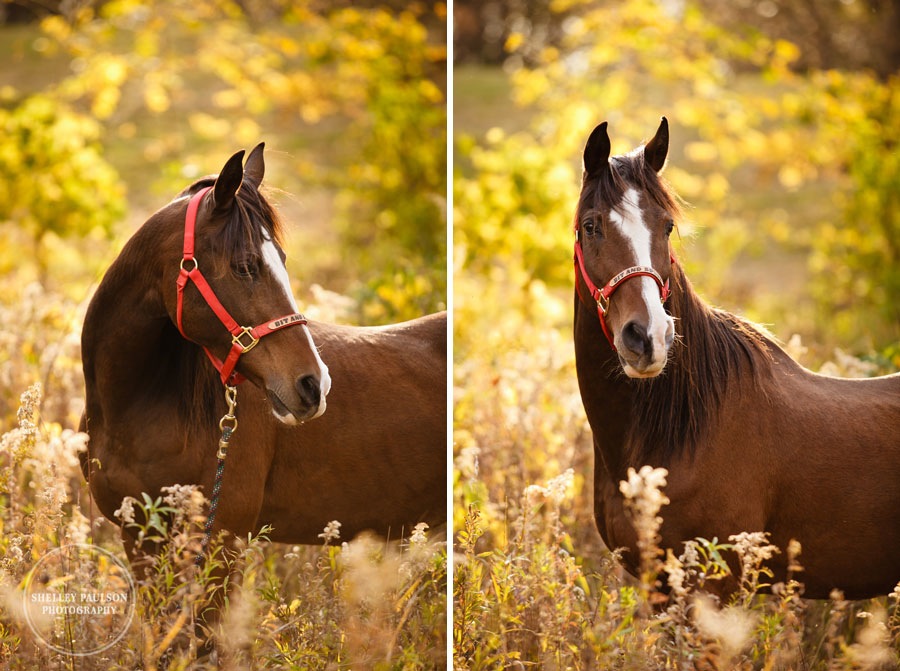 equestrian-portraits-02.JPG