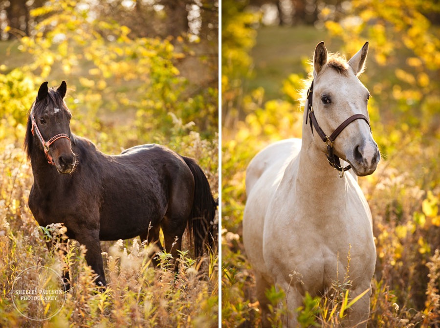 equestrian-portraits-03.JPG