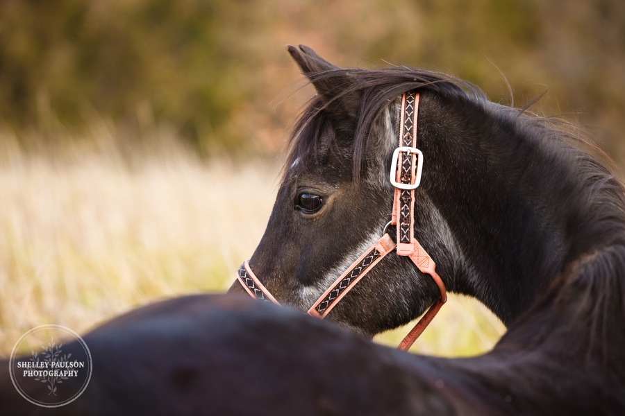 equestrian-portraits-07.JPG