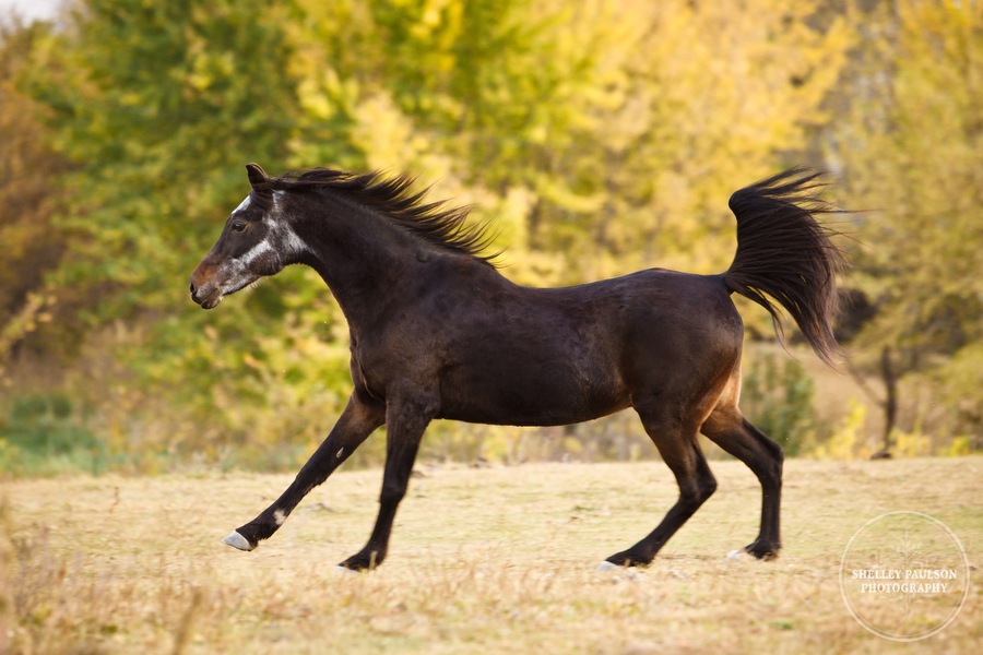 equestrian-portraits-10.JPG