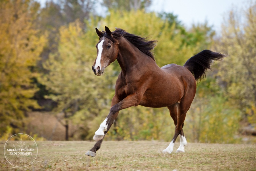 equestrian-portraits-11.JPG