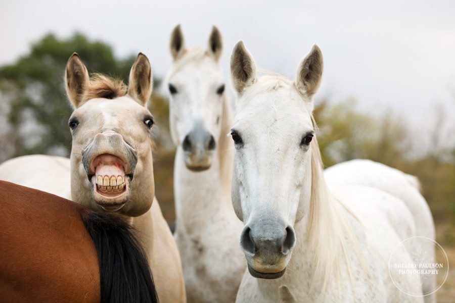 equestrian-portraits-12.JPG