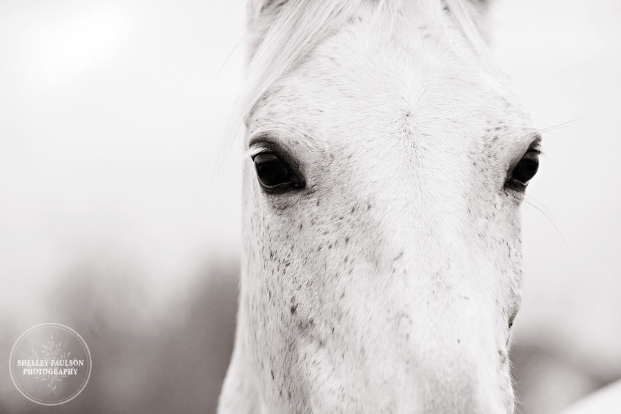 equestrian-portraits-13.JPG