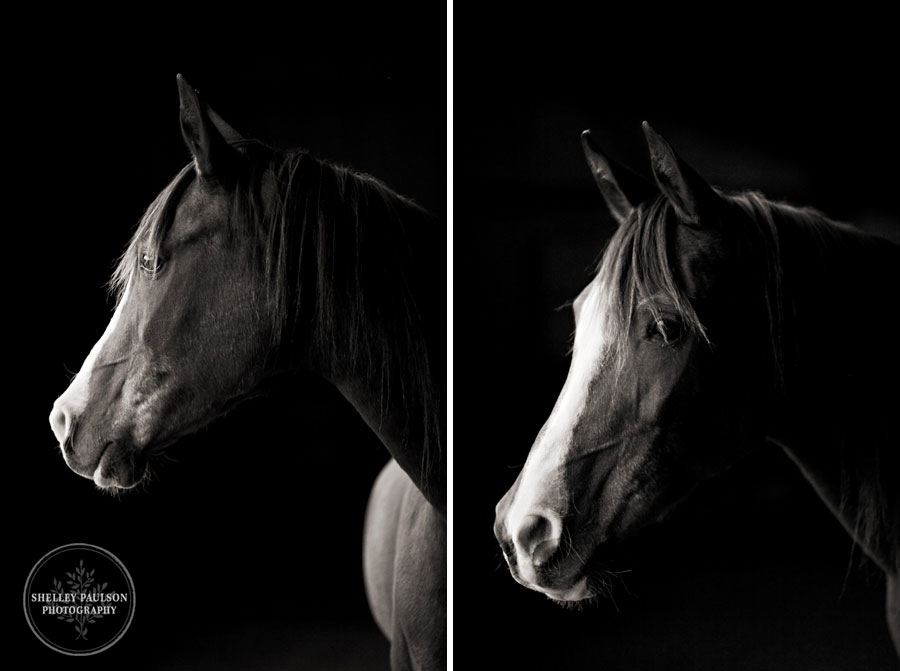 equestrian-portraits-14.JPG