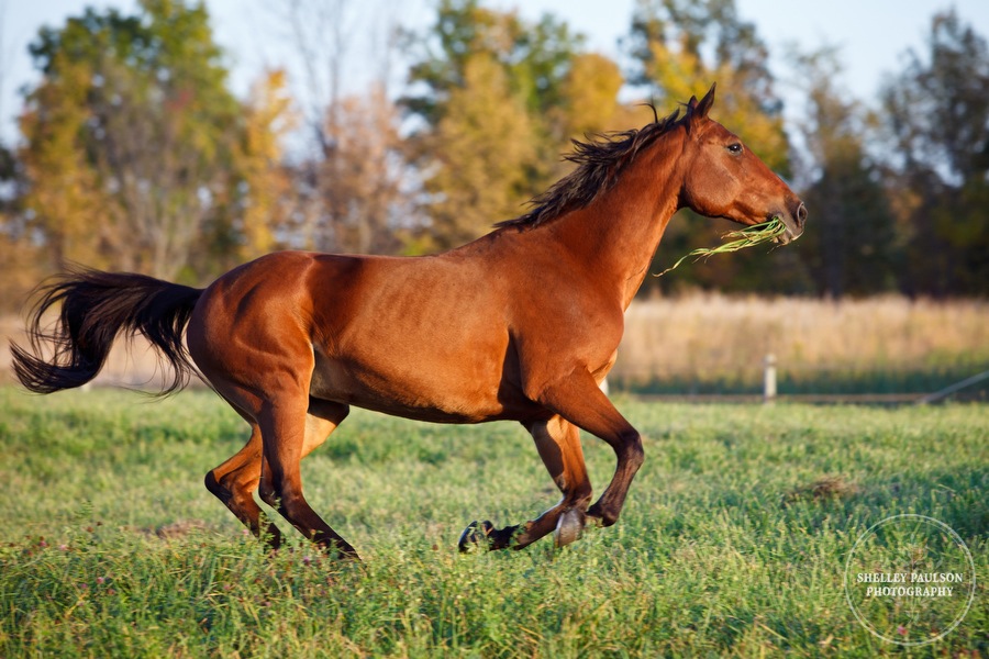 10-family-horse-portraits.JPG