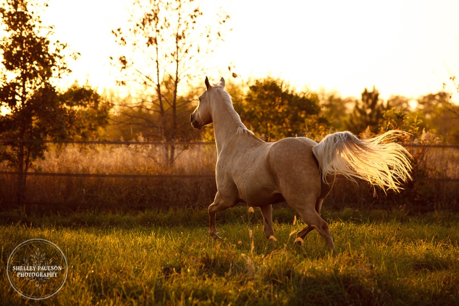 11-family-horse-portraits.JPG