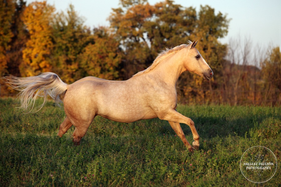 12-family-horse-portraits.JPG