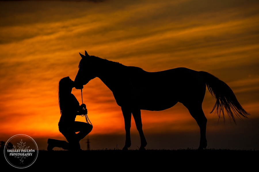 equine-portraits-minnesota-08.JPG