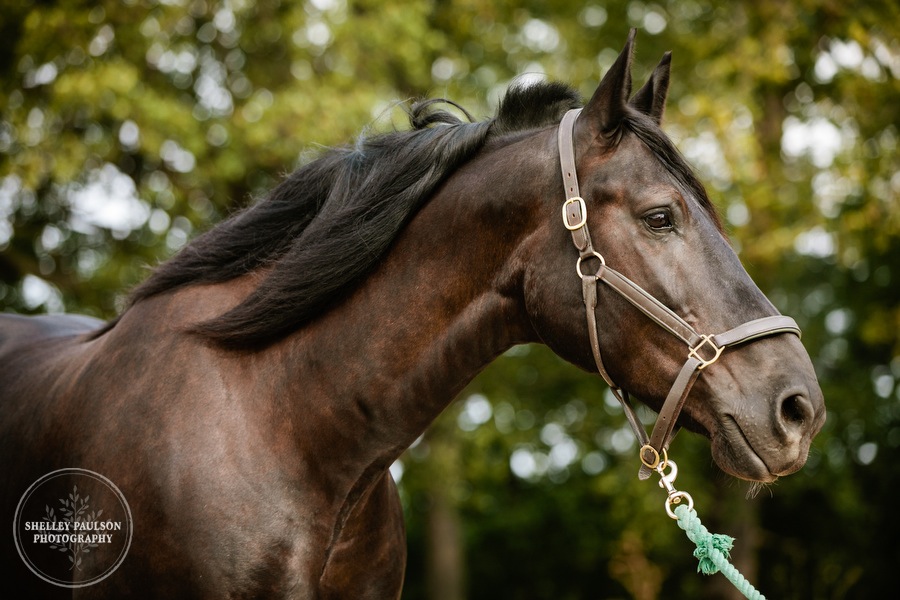 minnesota-horse-photographer-10.JPG