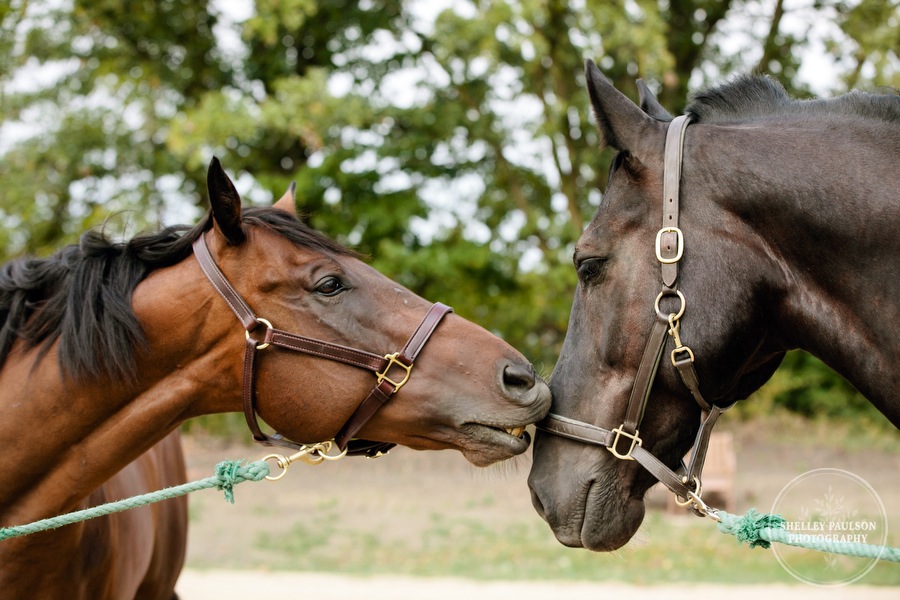 minnesota-horse-photographer-12.JPG