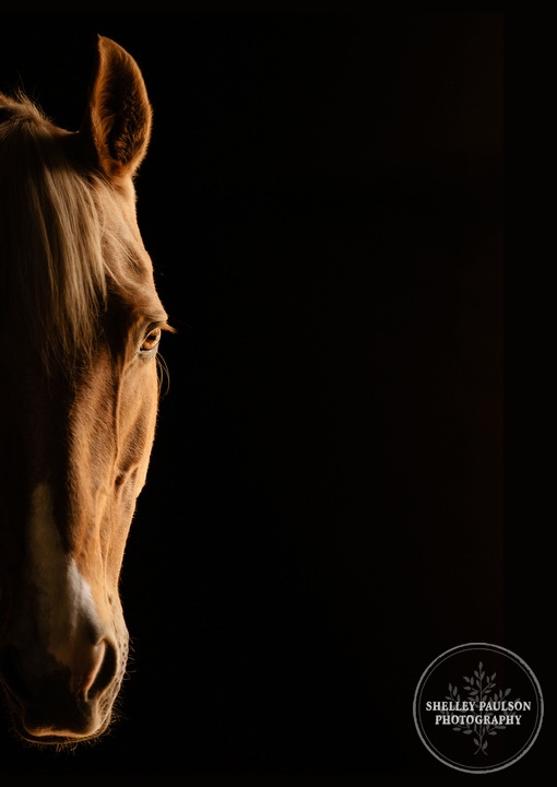 minnesota-horse-photographer-13.JPG