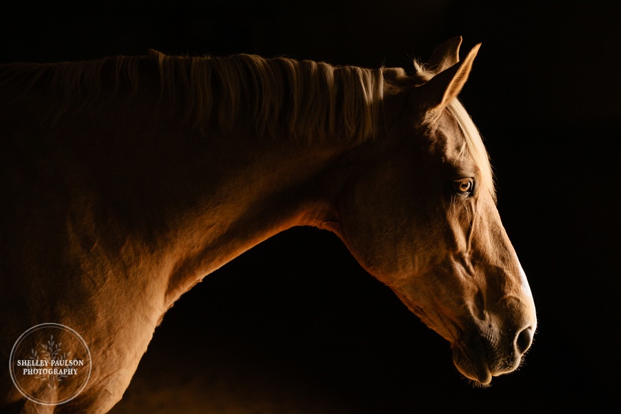 minnesota-horse-photographer-14.JPG