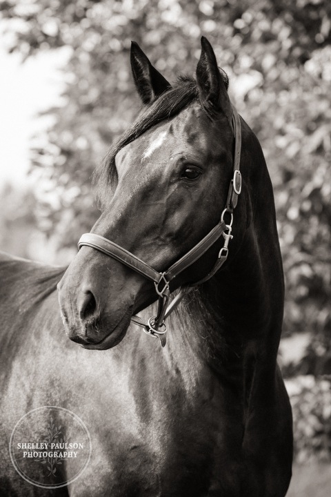 minnesota-horse-photographer-17.JPG