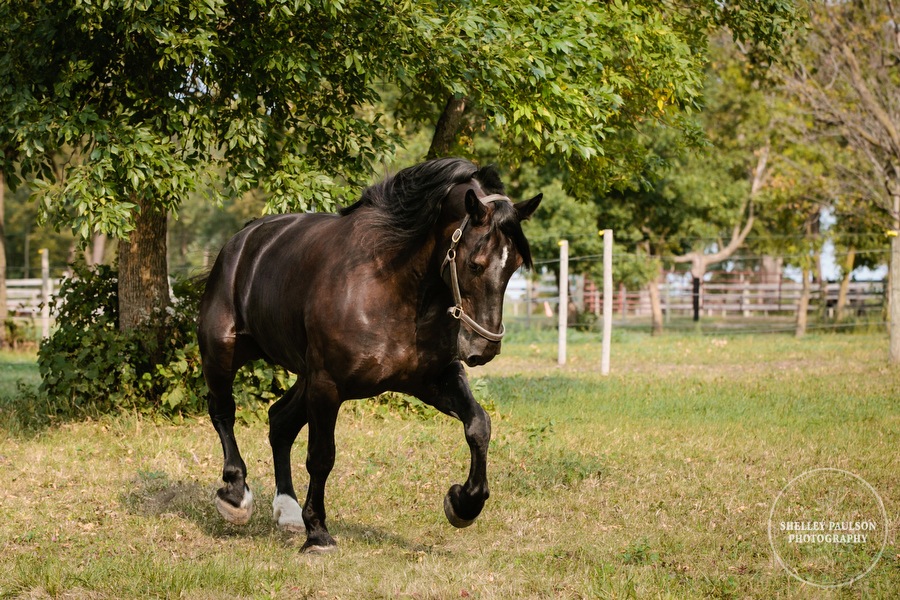 minnesota-horse-photographer-18.JPG