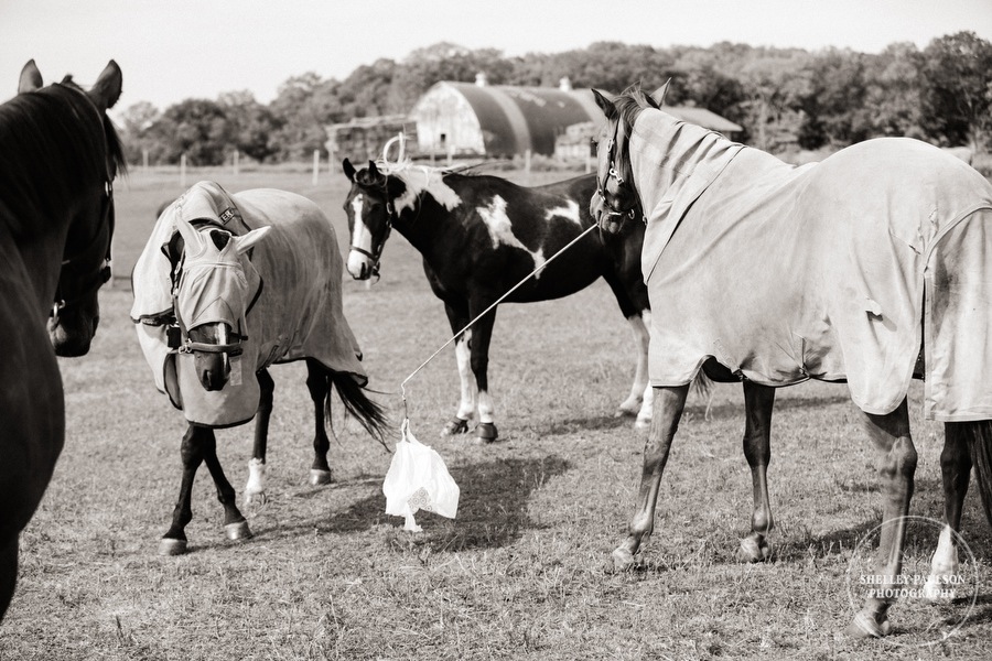 minnesota-horse-photographer-20.JPG