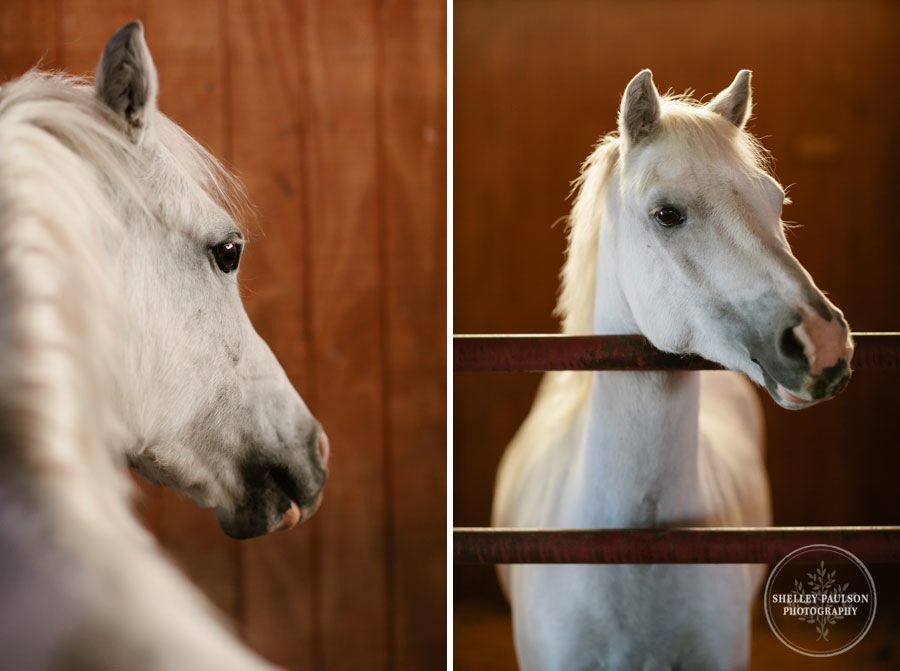 equine-senior-portraits-minnesota-08.JPG