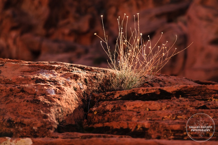 antelope-canyon-photos-23.JPG