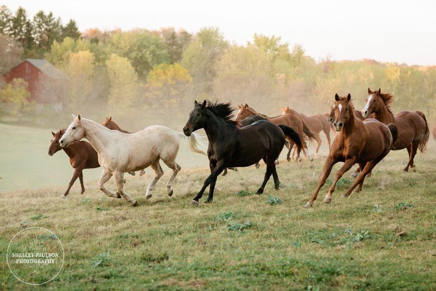 engagement-horses-minnesota-13.JPG