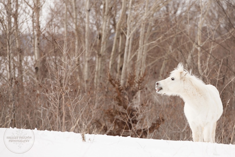 winter_equine_stock_photos-02.JPG