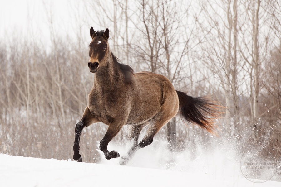 winter_equine_stock_photos-03.JPG