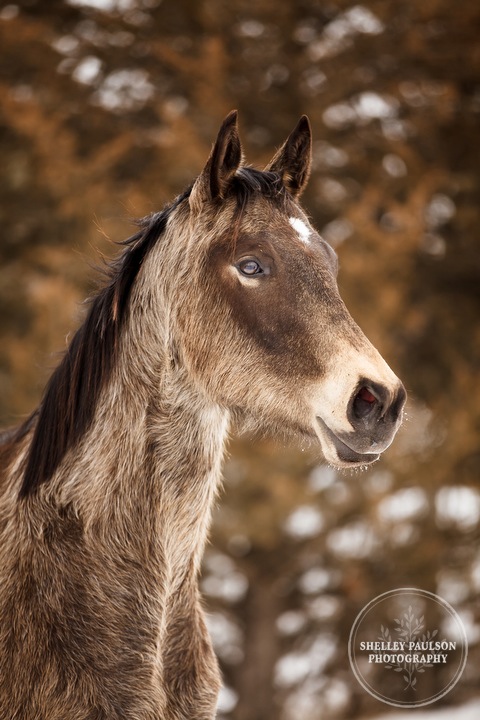 winter_equine_stock_photos-04.JPG