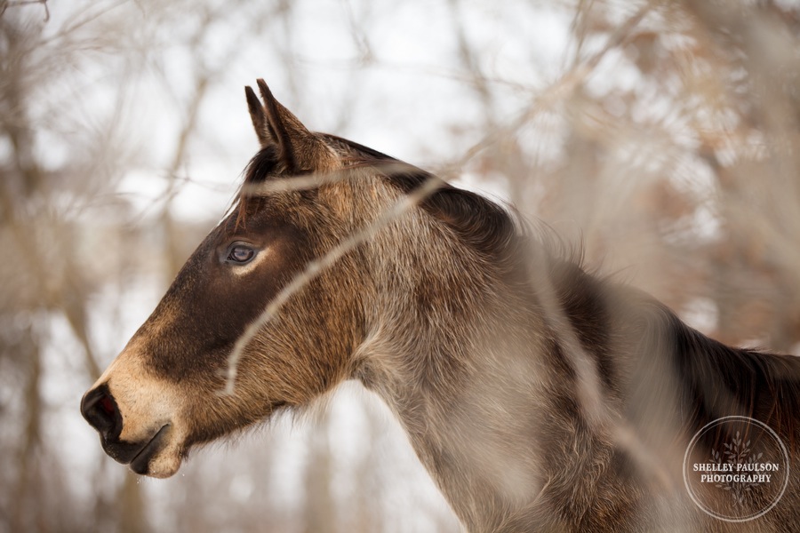 winter_equine_stock_photos-05.JPG