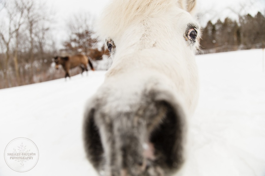 winter_equine_stock_photos-06.JPG