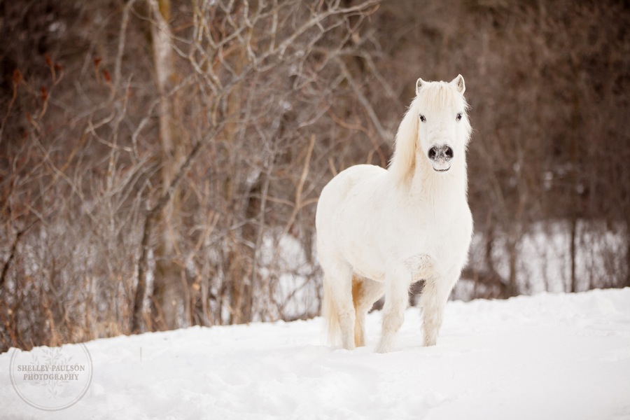 winter_equine_stock_photos-07.JPG