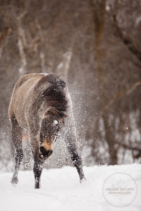 winter_equine_stock_photos-09.JPG