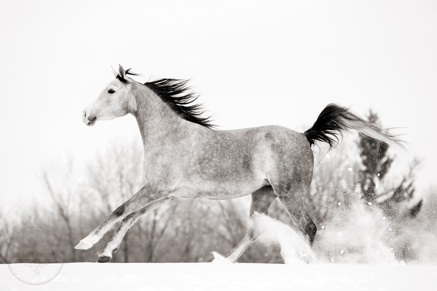 winter_equine_stock_photos-10.JPG