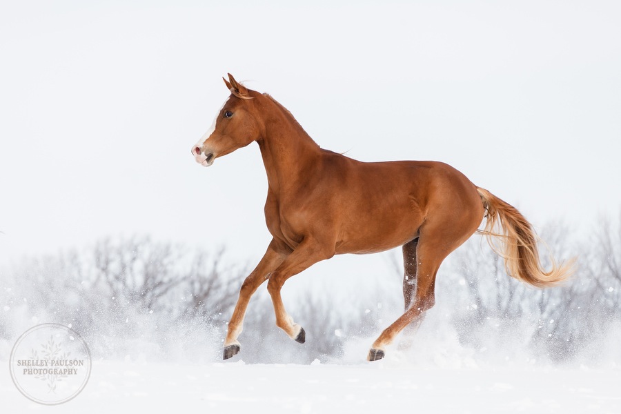 winter_equine_stock_photos-11.JPG