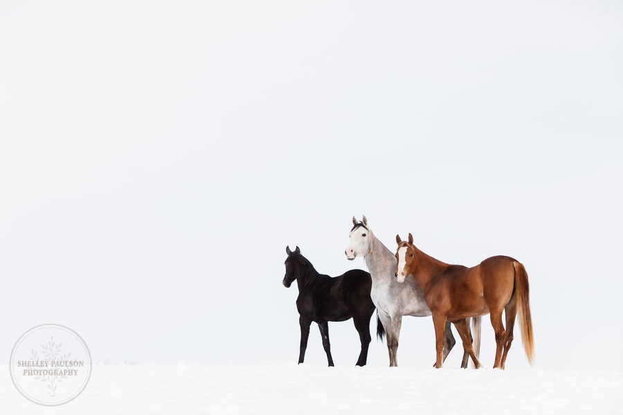 winter_equine_stock_photos-13.JPG