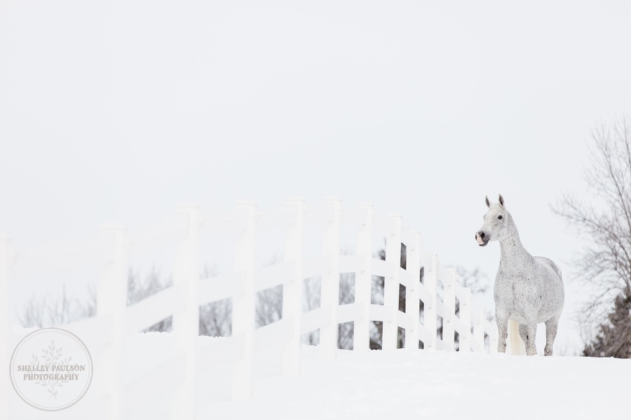 winter_equine_stock_photos-14.JPG